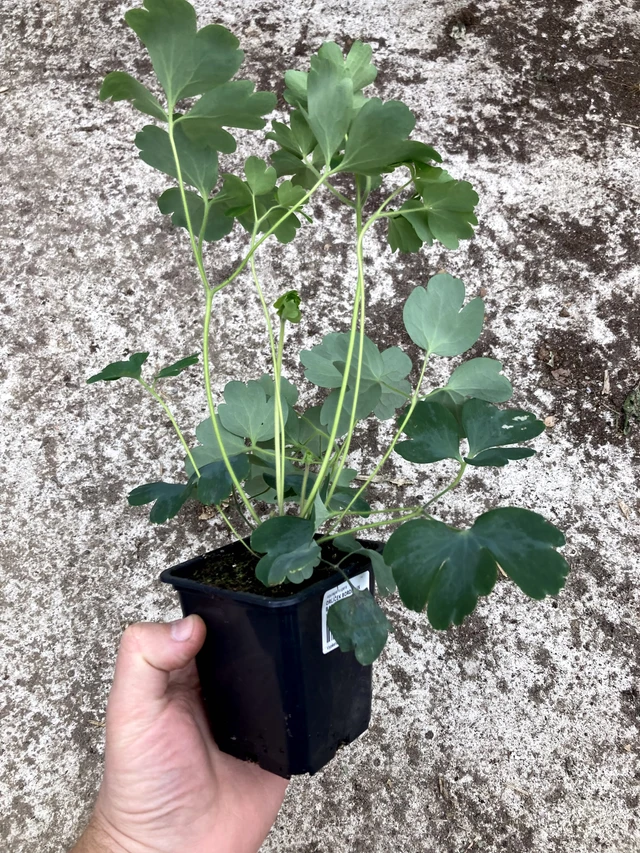 Aguileña Bordeaux Barlow - 2024