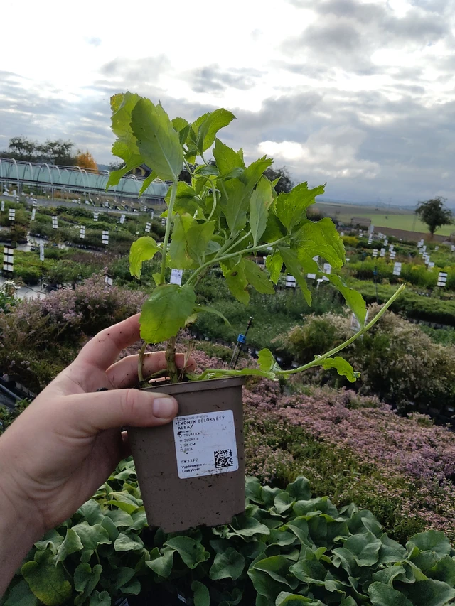 Maitokello Alba - 9. 10. 2025