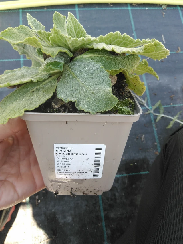 Verbascum Gainsborough - 11. 9. 2025