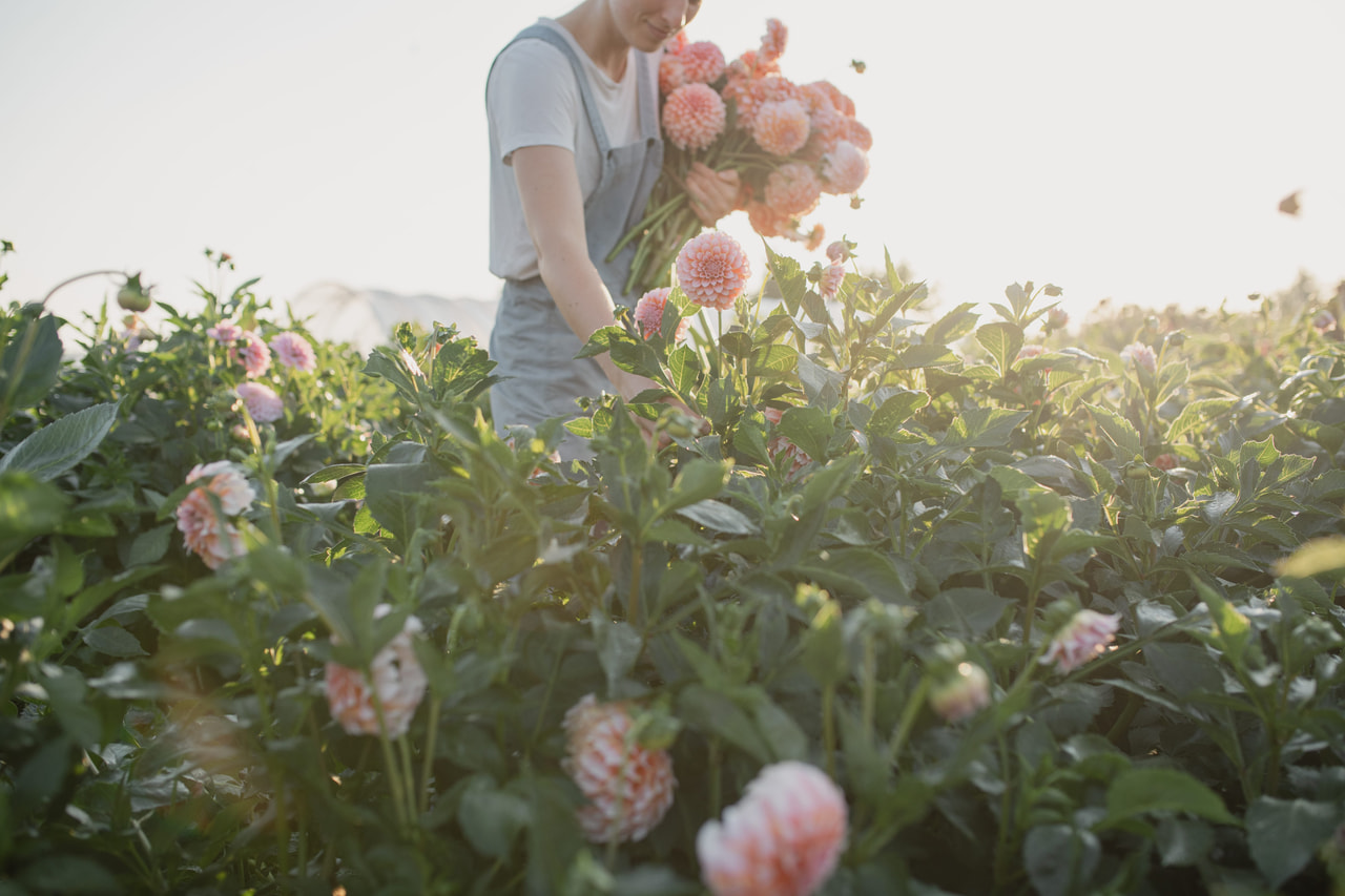 Daalia Peaches, Loukykvět