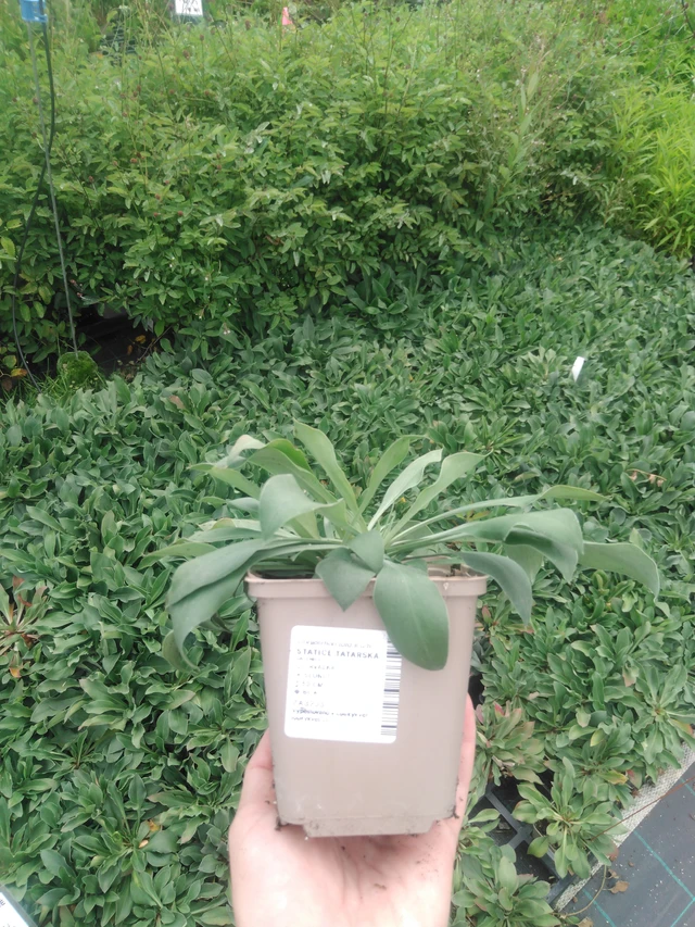 Limonium tataricum - 2024