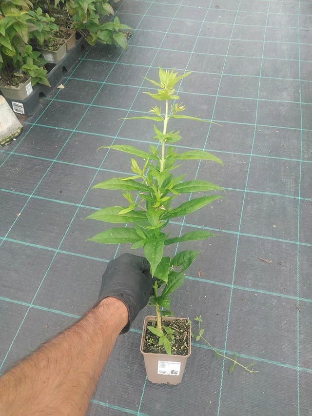 Kiiltoleimu Duchess of York - 10. 9. 2025