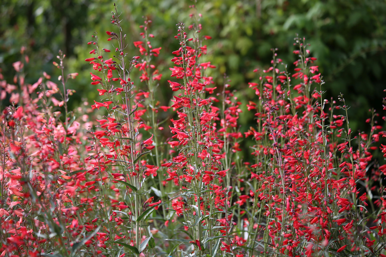 Partapipo Twizzle Scarlet, Loukykvět