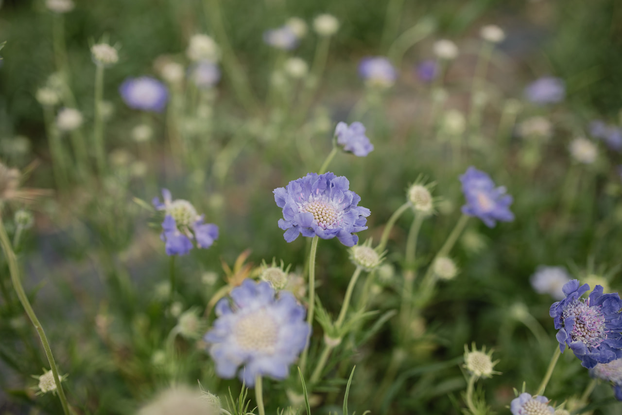 Kaukasiantörmäkukka Fama Deep Blue, Loukykvět