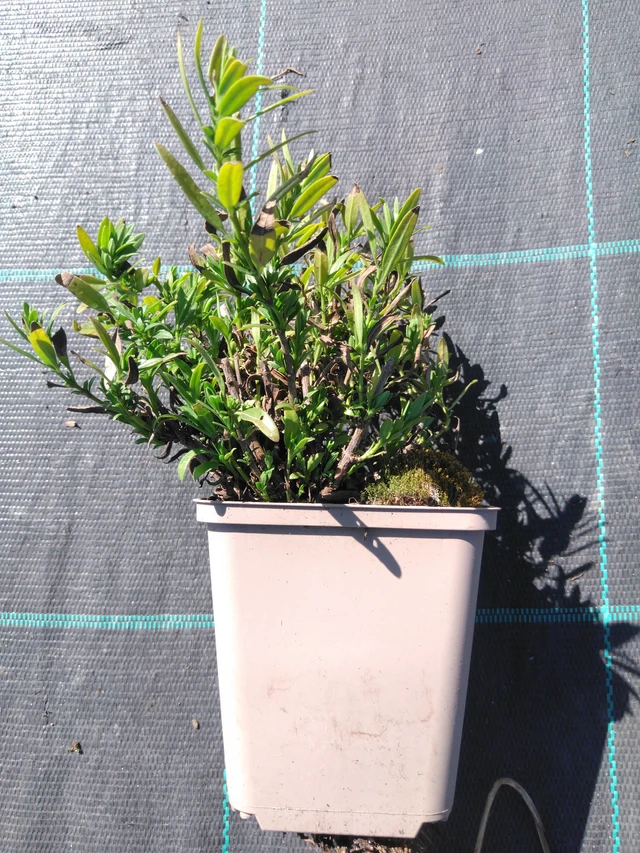 Hisopo Albus - 3. 4. 2025