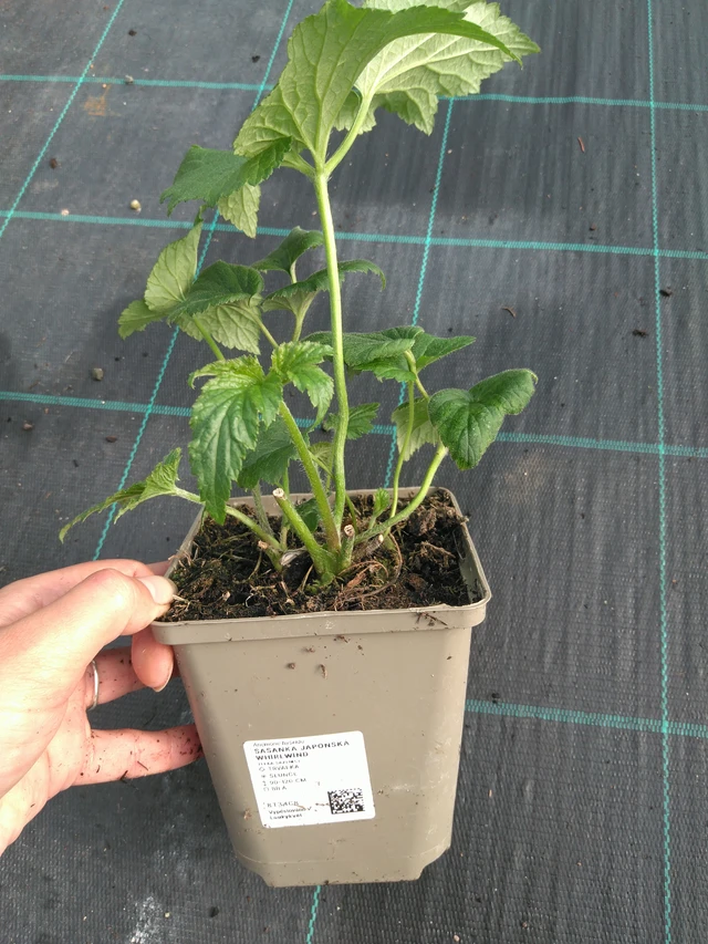 Syysvuokko Whirlwind - 11. 7. 2025