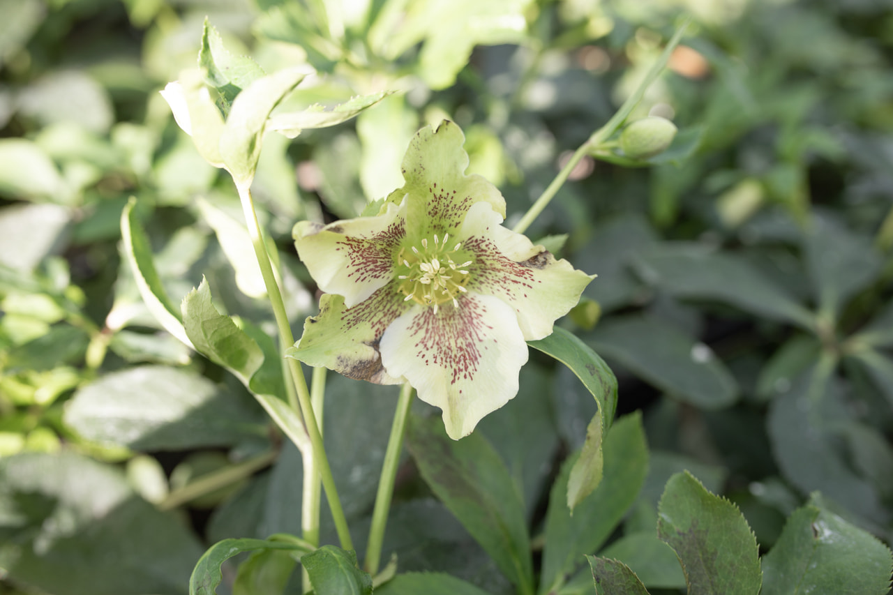 Jouluruusu Double Ellen White Spotted, Loukykvět