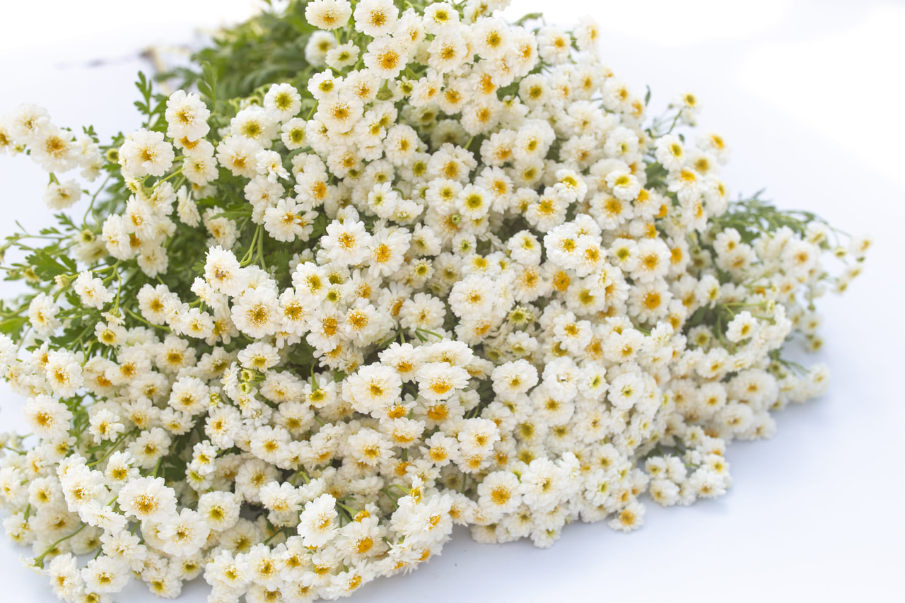 Reunuspietaryrtti Tetra White Wonder, Loukykvět