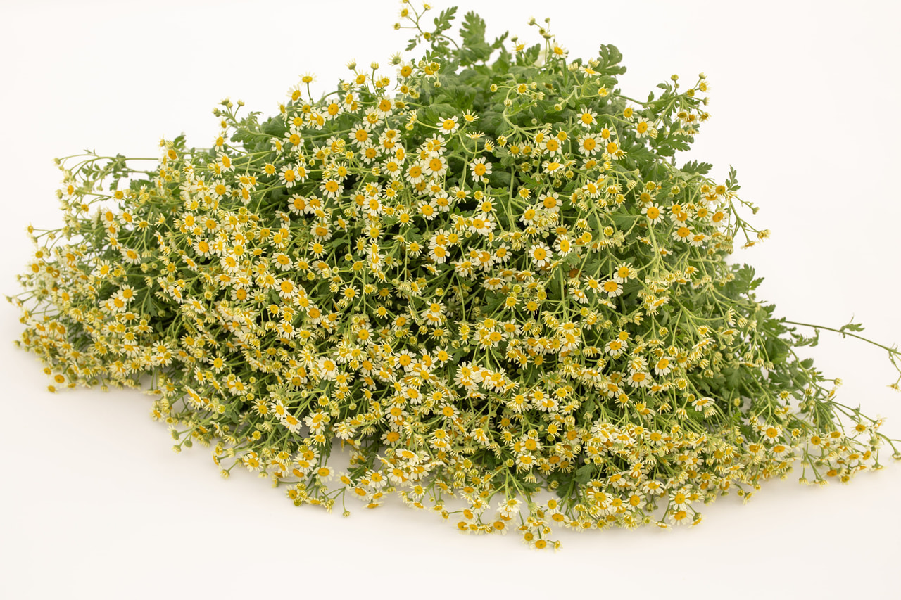 Reunuspietaryrtti Camilla, Loukykvět