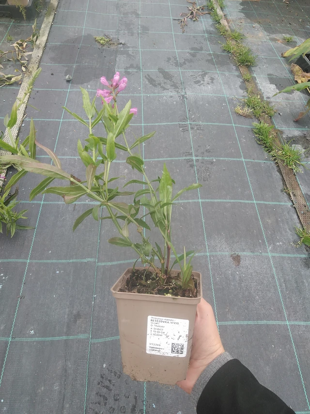 Kellopeippi Vivid - 10. 10. 2025