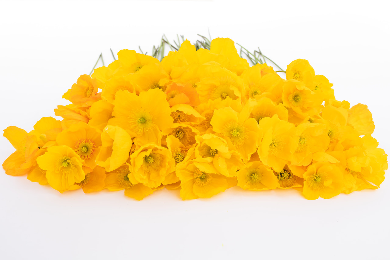 Valmue Champagne Bubbles Yellow, Loukykvět