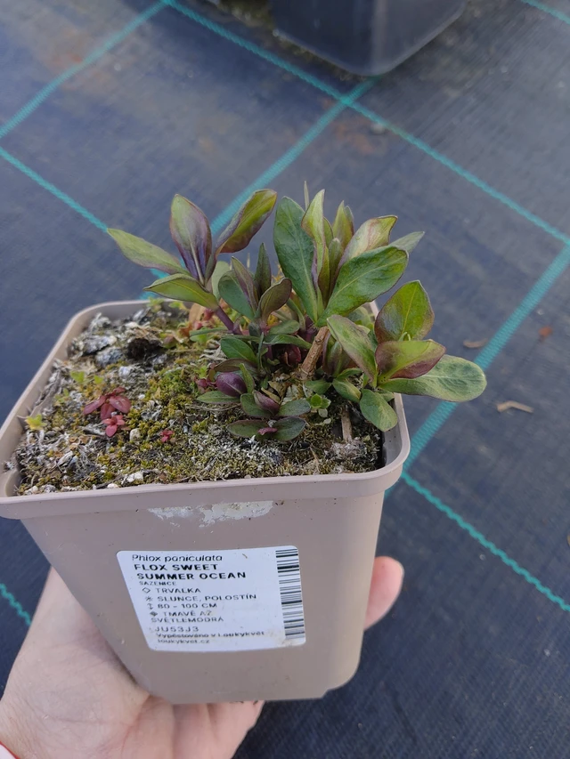 Syysleimu Sweet Summer Ocean - 27. 3. 2026