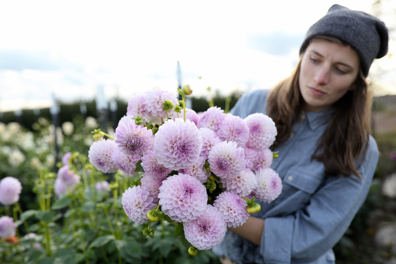 Daalia Megan Dean, Loukykvět