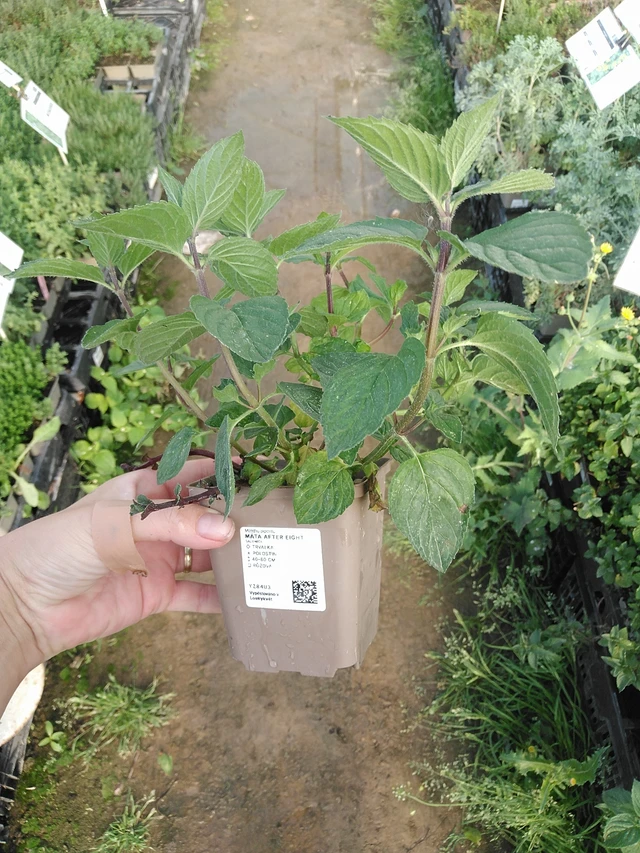 Menta After Eight - 19. 8. 2025