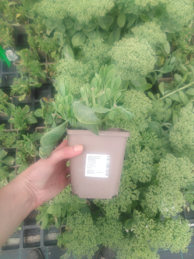 Sedum Iceberg - 2024