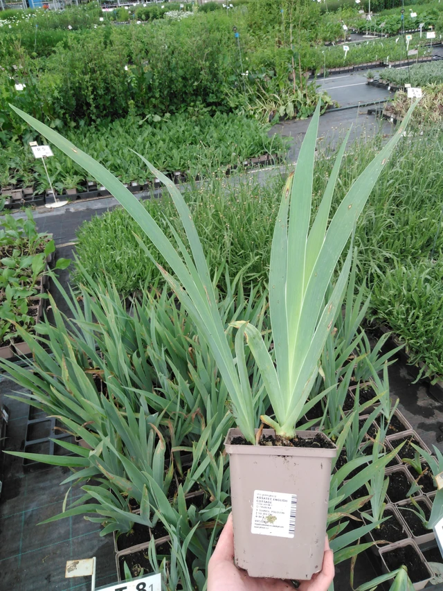 Tarhakurjenmiekka English Cottage - 2024