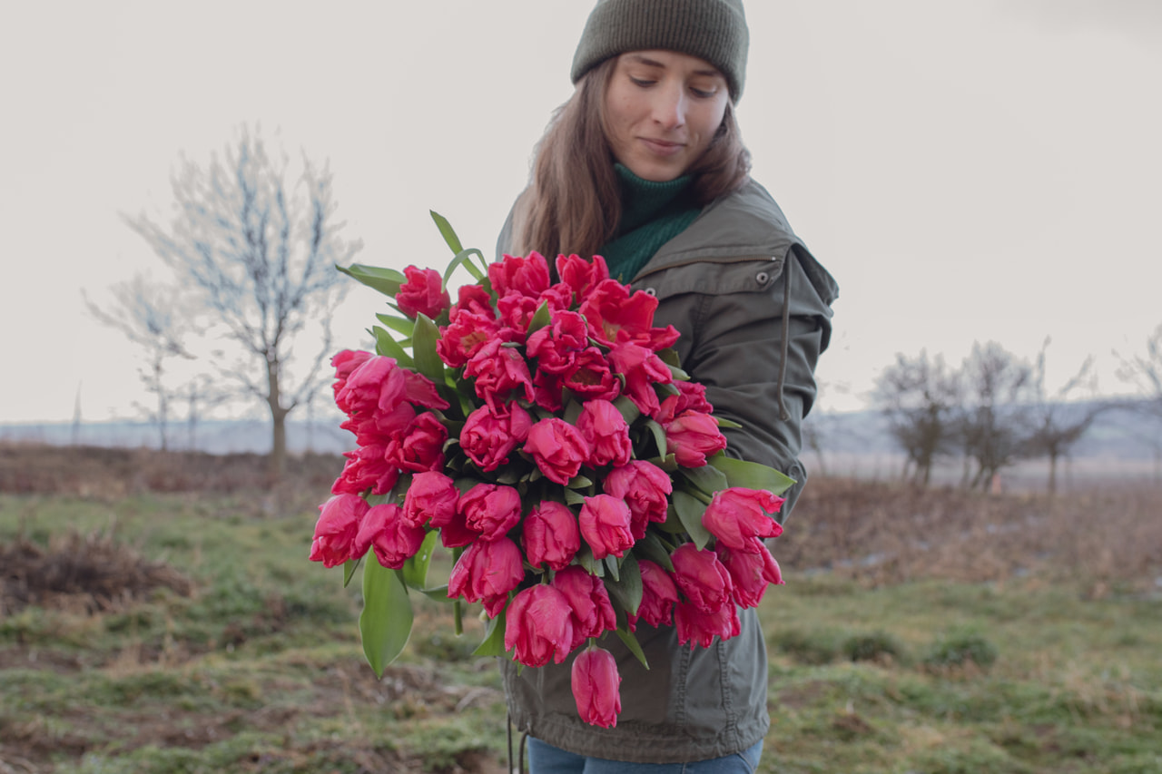 Tulppaani Marvel Parrot, Loukykvět