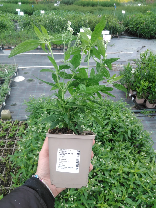Verbena hastata White Spires - 2024