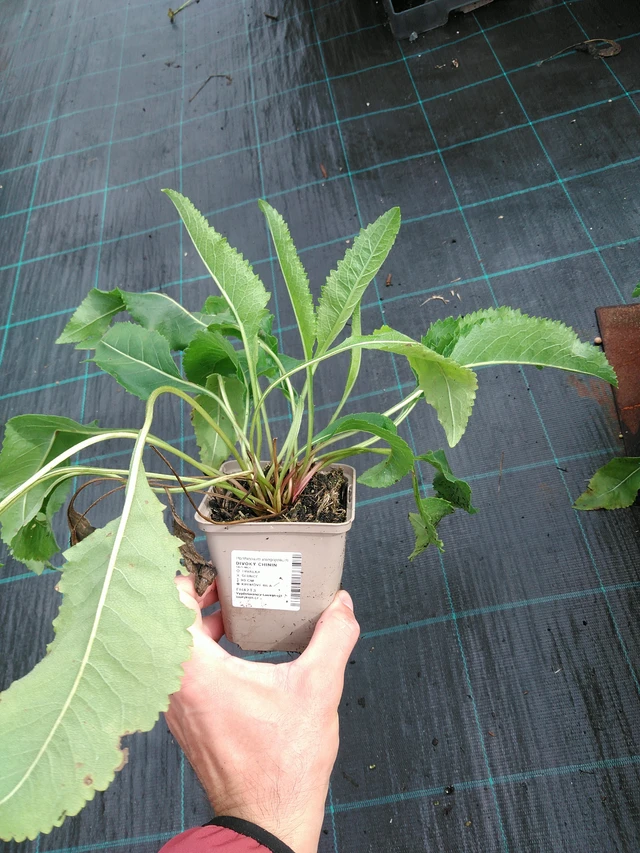 Preeriahelmikki - 28. 7. 2025