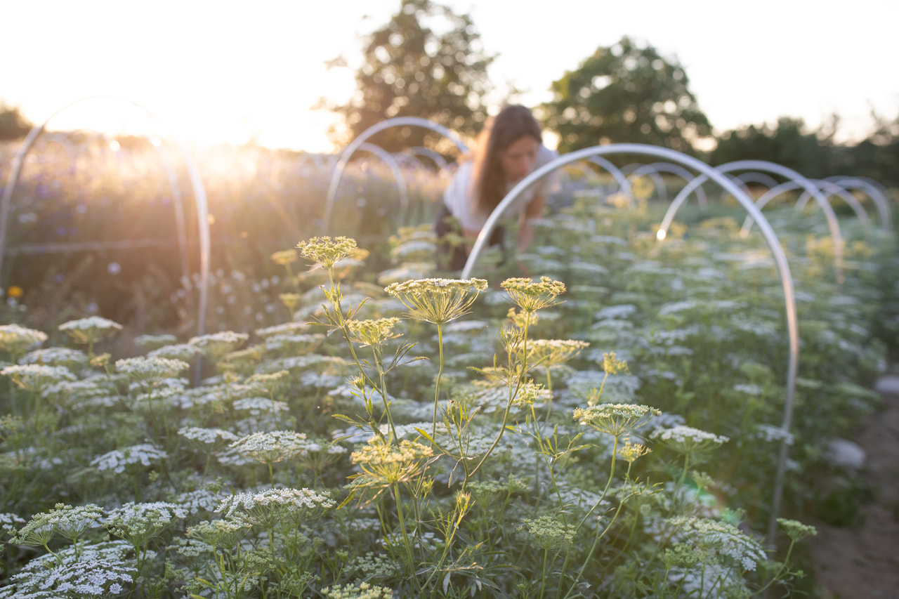 Kongekommen Graceland, Loukykvět
