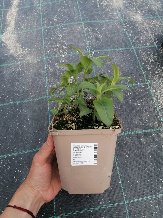 Väriminttu Beauty of Cobham - 2024