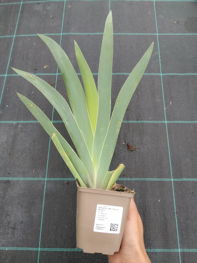 Kurjenmiekka Metolius Blues - 10. 9. 2025