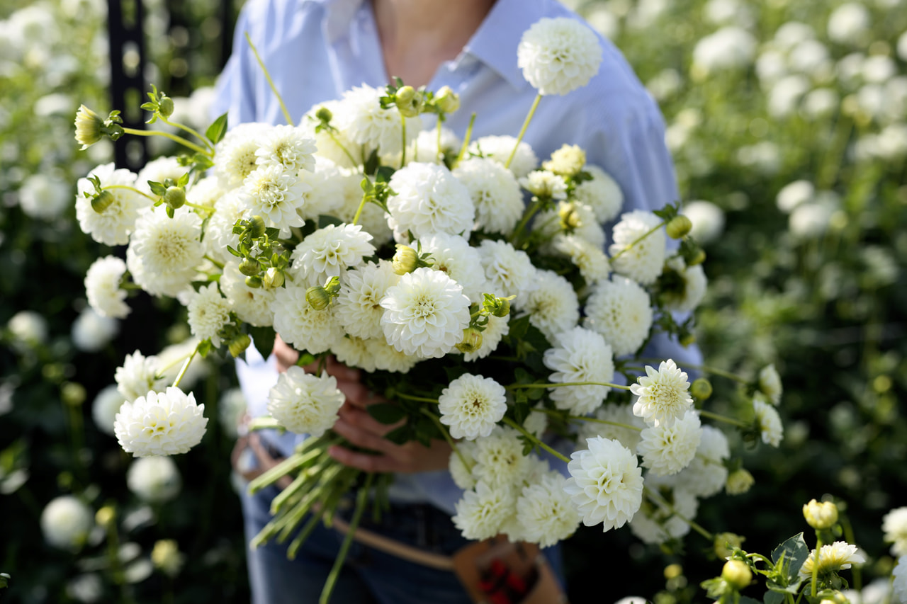 Dalia White Renova, Loukykvět