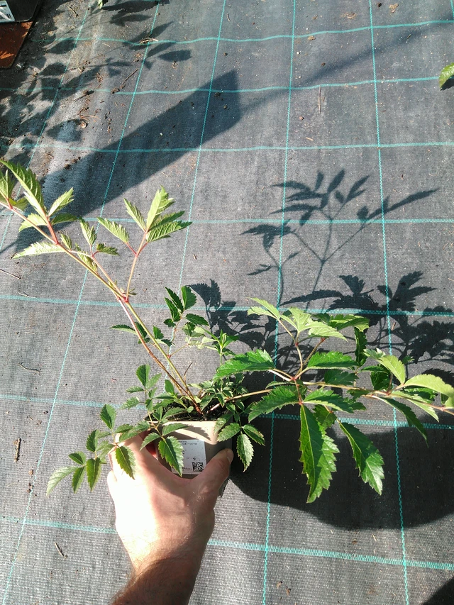 Jaloangervo Cattleya - 19. 8. 2025