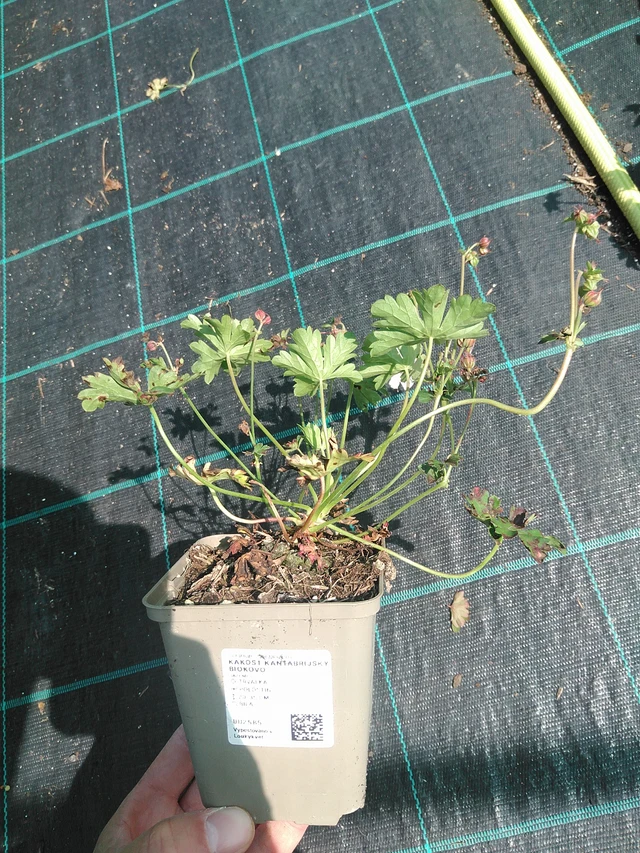 Peittokurjenpolvi Biokovo - 24. 6. 2025