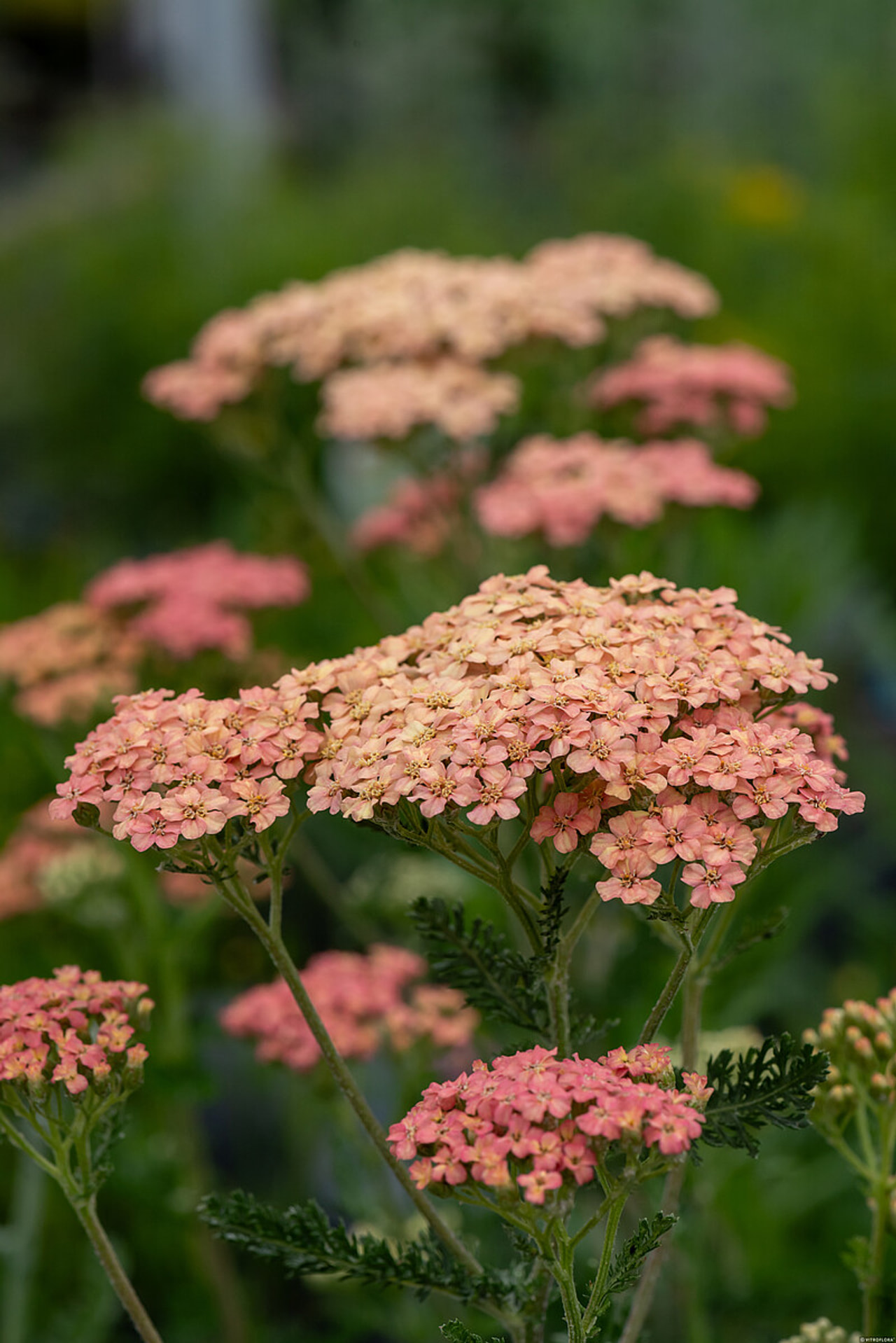 Siankärsämö Lachsschönheit, Loukykvět