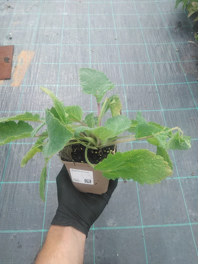 Salvia sclarea - 10. 9. 2025