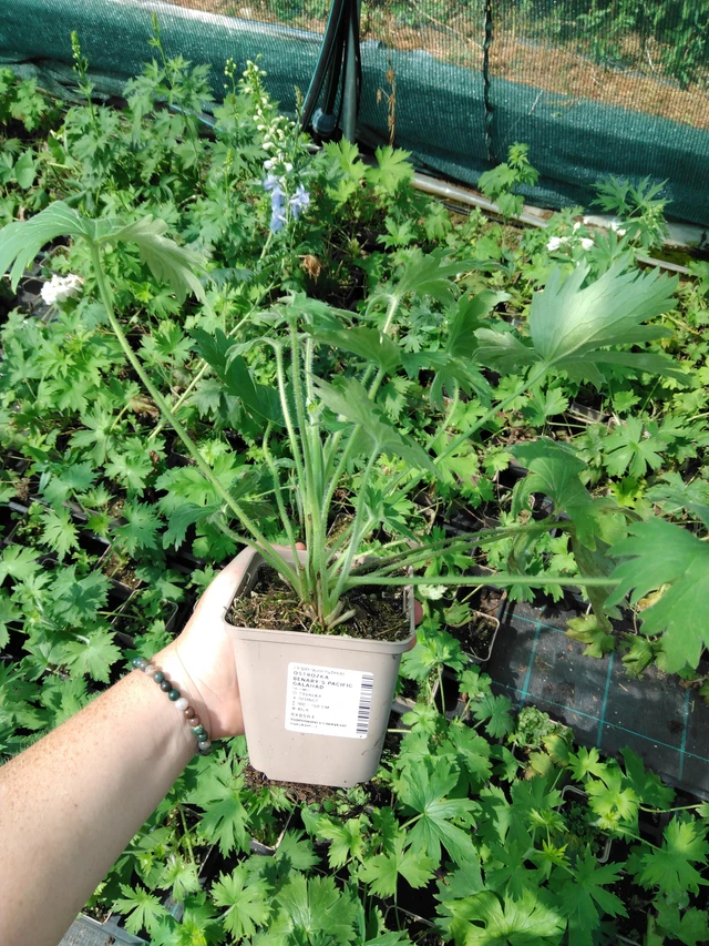 Ritarinkannus Benary’s Pacific Galahad - 2024