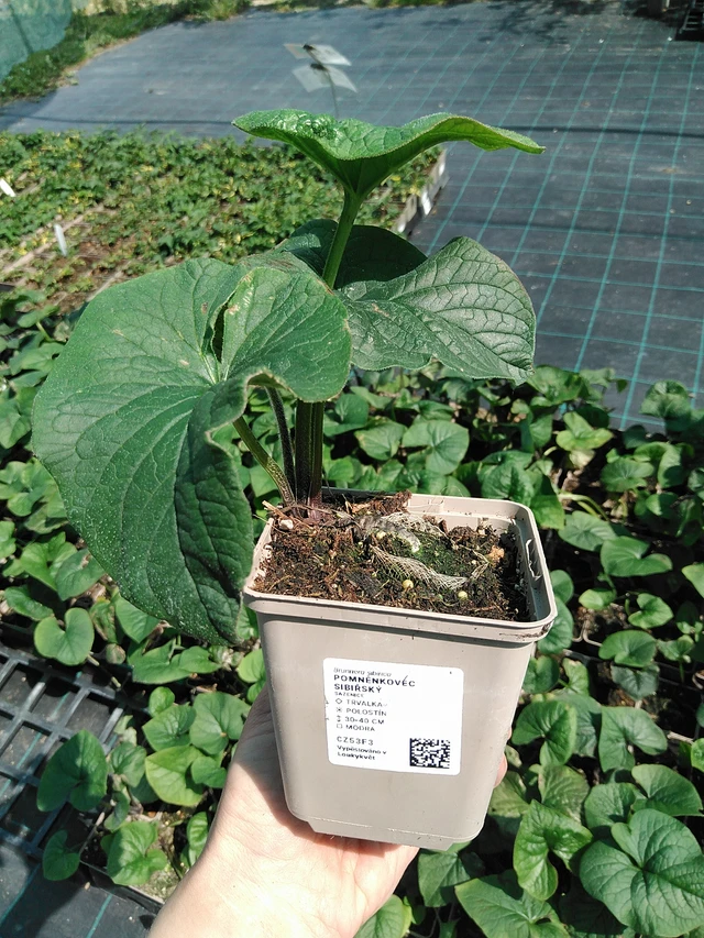 Brunnera macrophylla - 13. 5. 2025