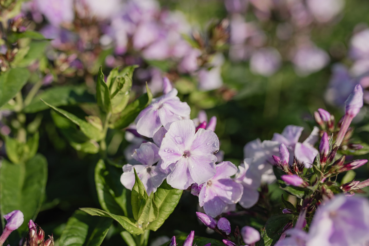 Leimu Sternhimmel, Loukykvět