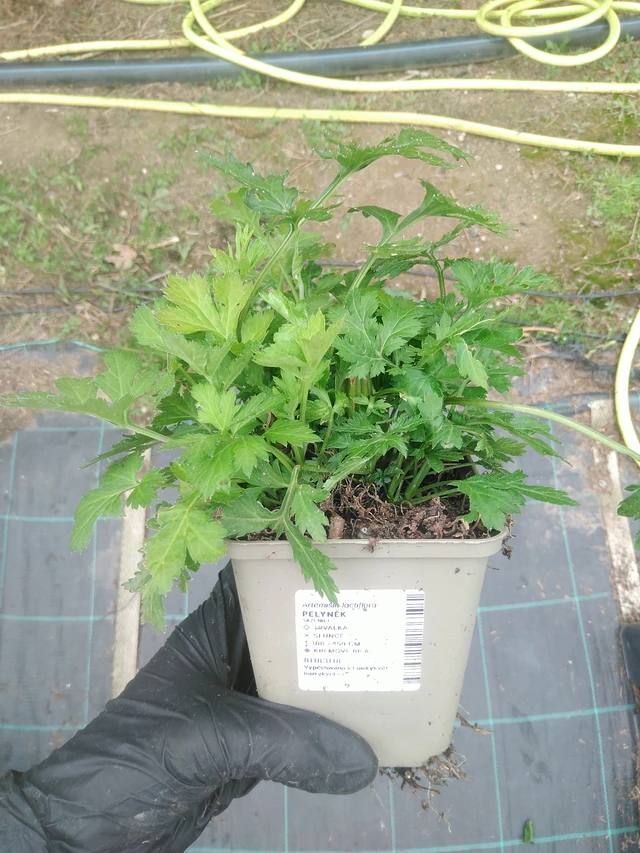 Artemisa - 10. 9. 2025