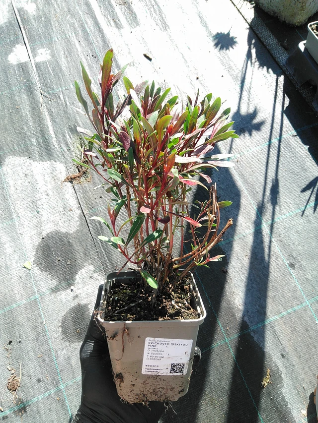 Prachtkaars Siskiyou Pink - 19. 8. 2025