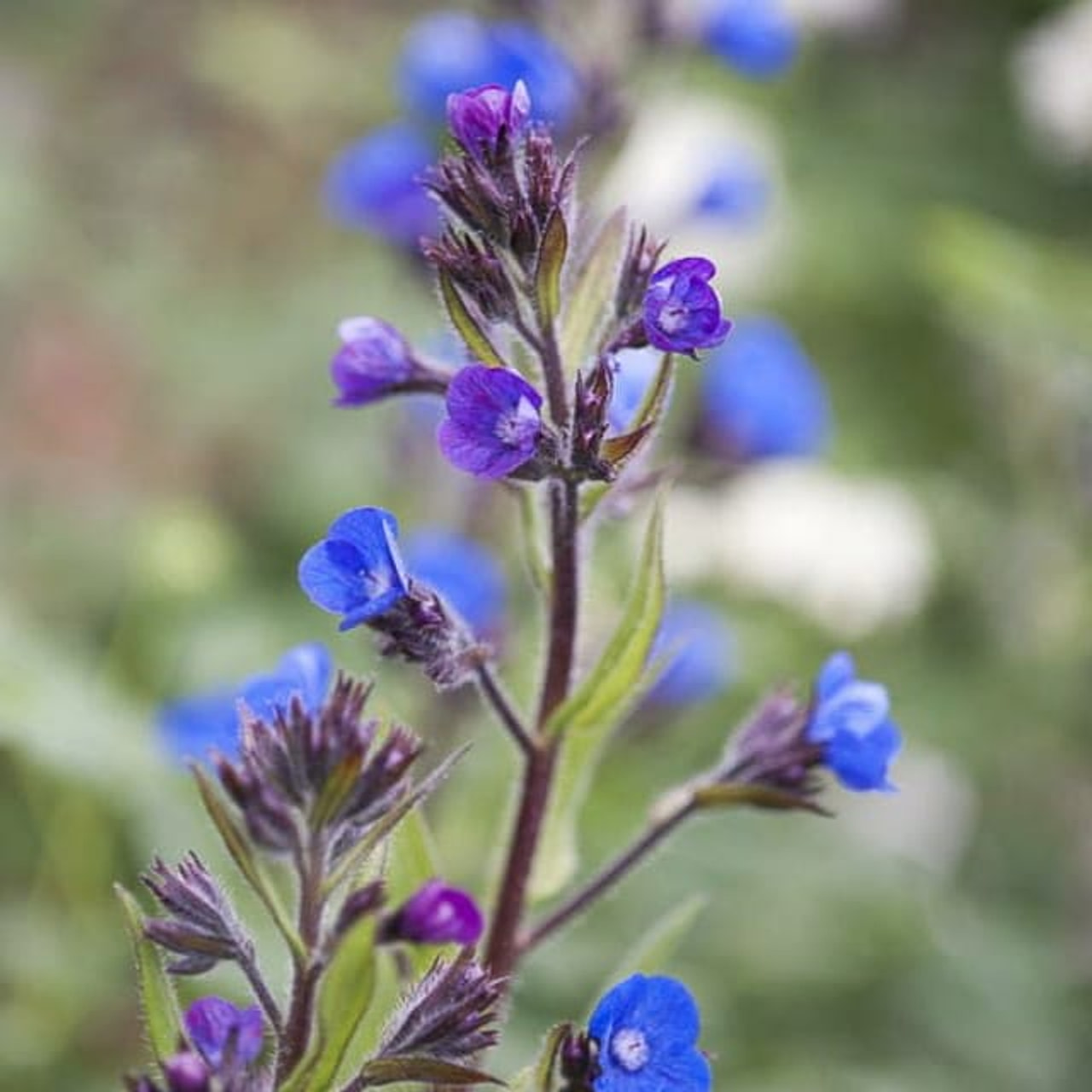 Italianrastas, Loukykvět