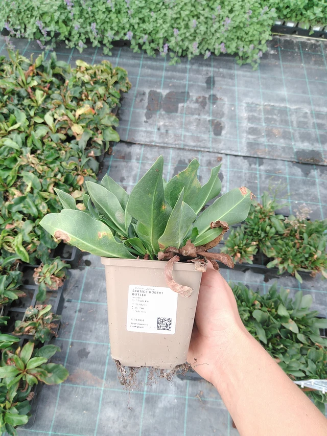 Estatice Robert Butler - 10. 9. 2025