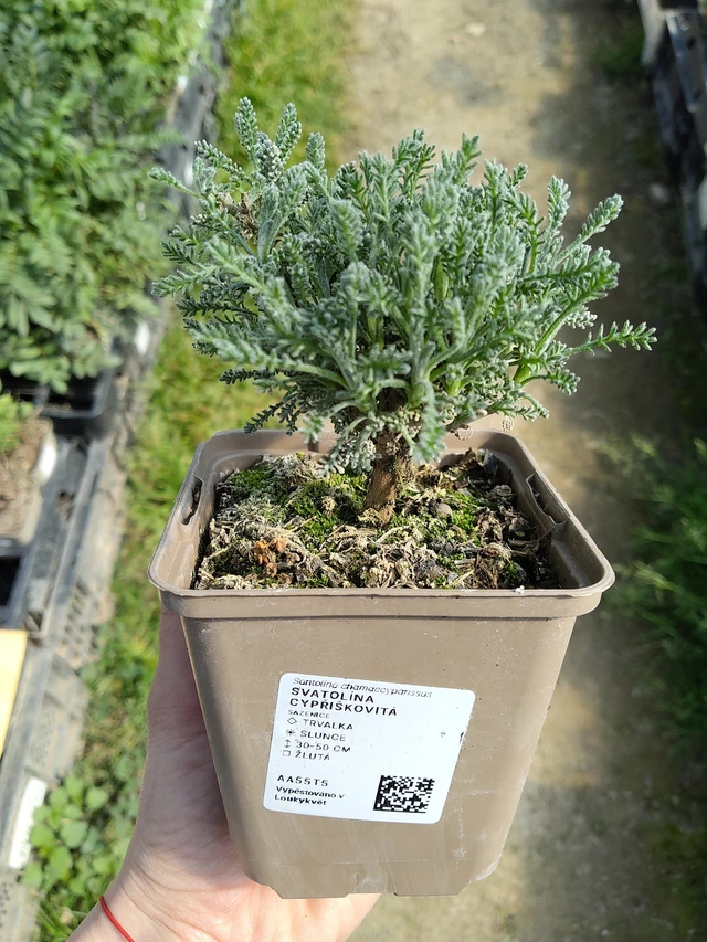 Hopeasantoliina - 27. 3. 2026