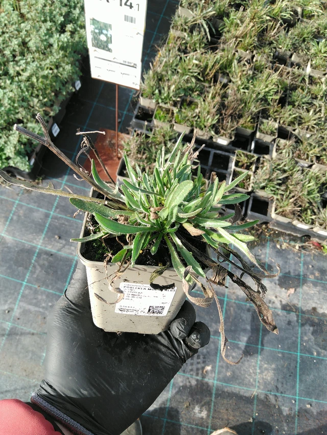 Siniharmaakello Alba - 31. 10. 2025