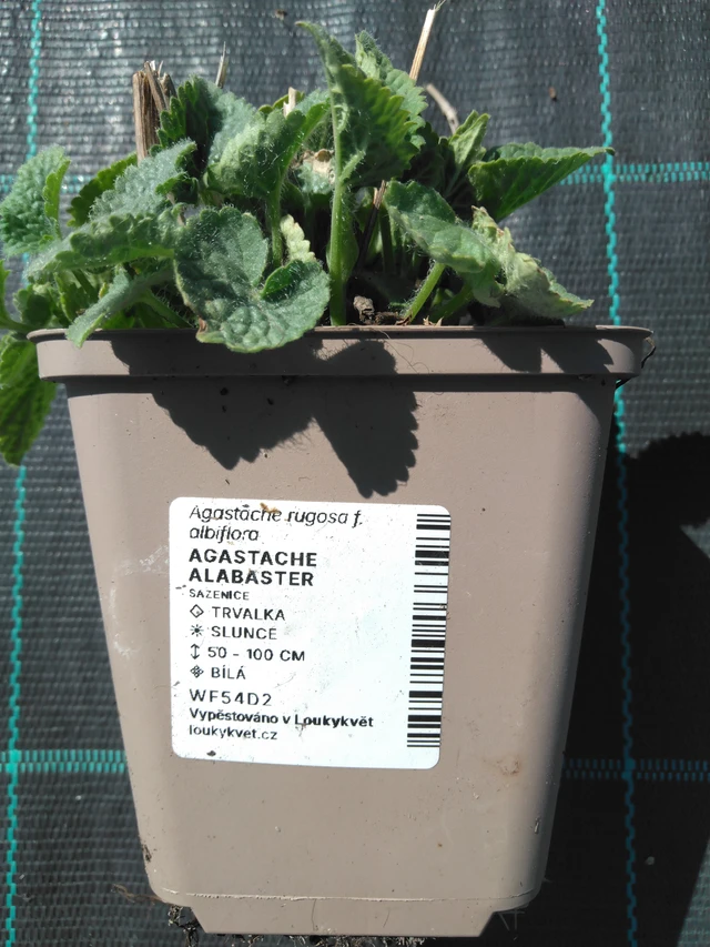 Iiso Alabaster - 3. 4. 2025