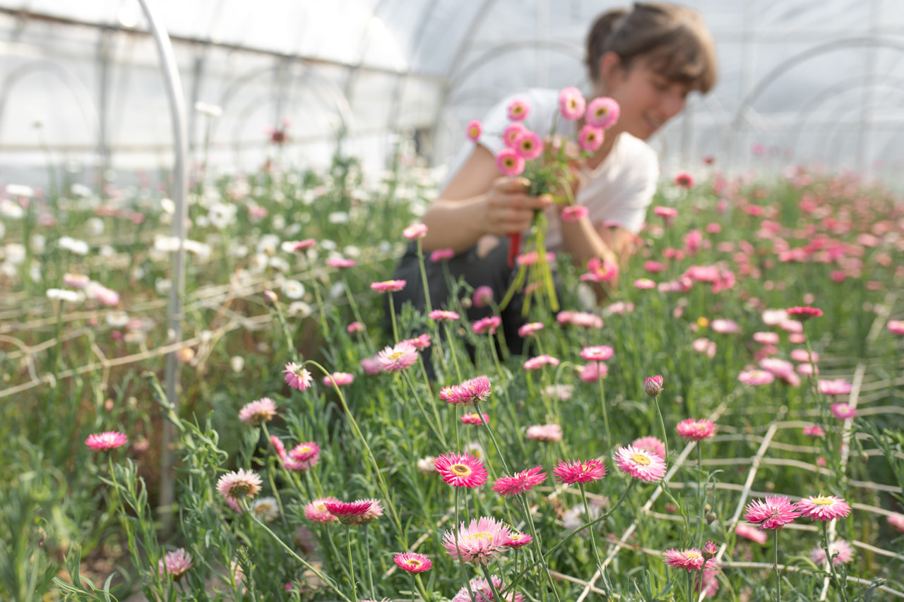 Paperikukka Pierrot Red, Loukykvět