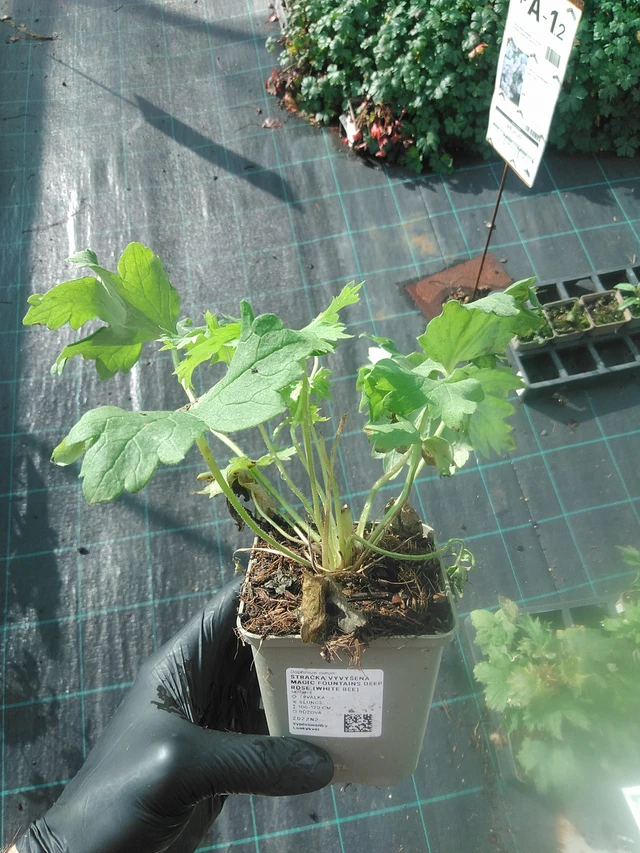 Delphinium Magic Fountains Deep Rose (White Bee) - 13. 10. 2025