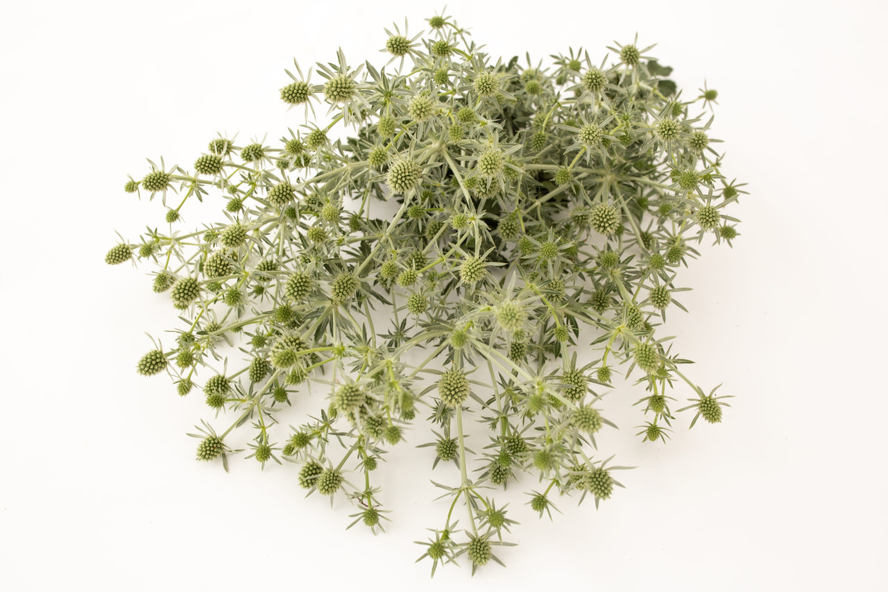 Kruisdistel Glitter White, Loukykvět