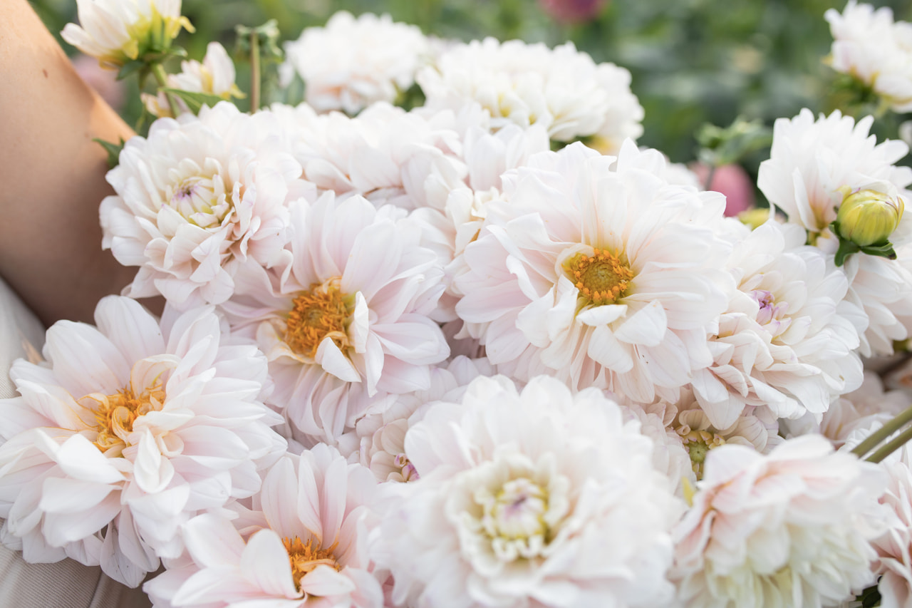 Daalia Espacio, Loukykvět