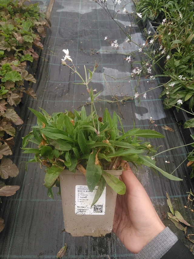 Flor de cuclillo White Robin - 10. 10. 2025