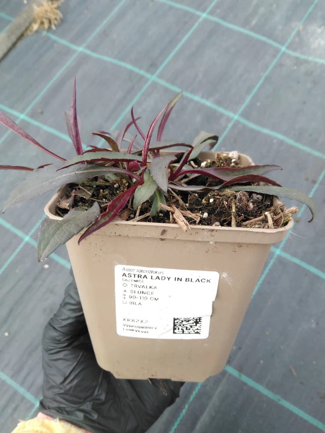 Asteri Lady in Black - 1. 4. 2026