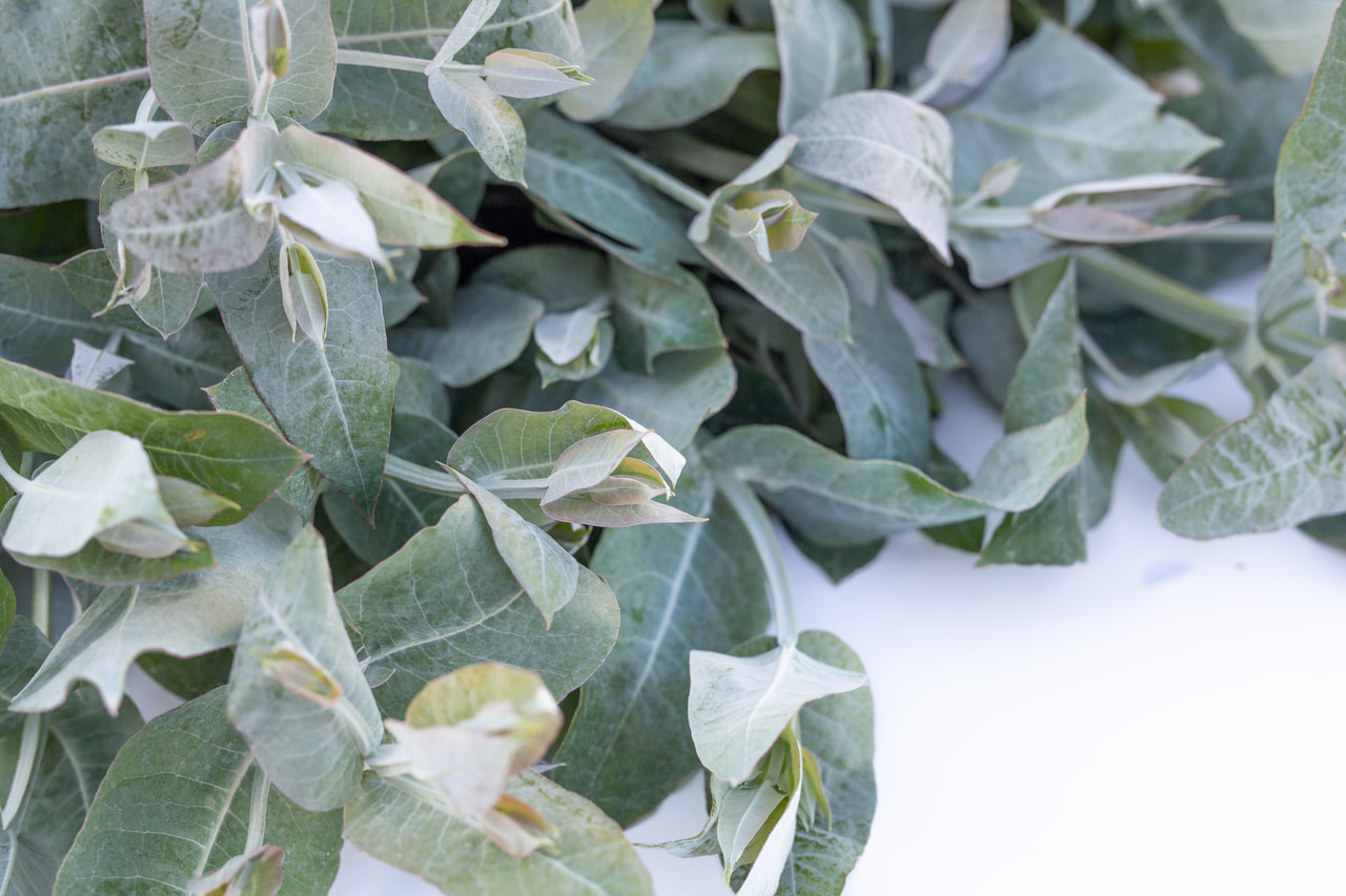 Eucalyptus Blue Gum, Loukykvět