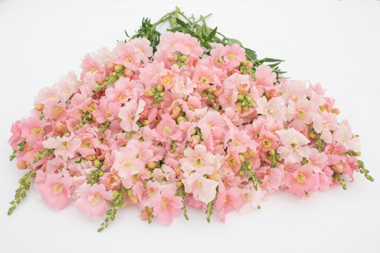 Leijonankita Frappe Light Pink, Loukykvět