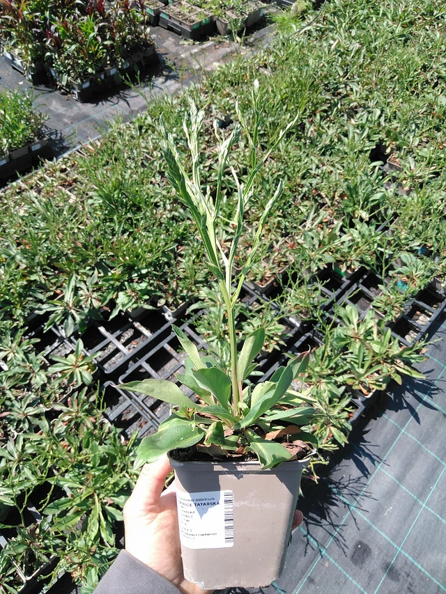 Limonium tataricum - 13. 5. 2025